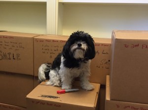 delilah-on-book-boxes